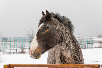 Sticker - portrait of a horse