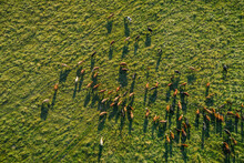 Aerial Top-down View Over Meadow Cows Showing Their Long Shadows From Sundown In Grass Field. Summer Green Meadow At Sunset With Herd Of Cows. Drone View Od Graze Of Beef