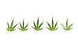 fresh green cannabis leaves. on white