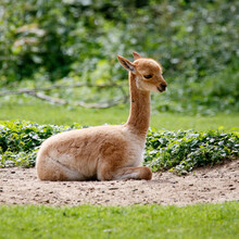 Closeup Of A Vicuna On The Field