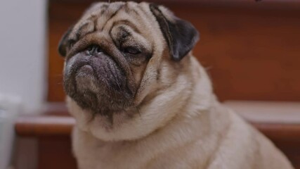 Wall Mural - Happiness Adorable cute dog pug breed lying on floor and looking up to something.Funny dog making question face smile at home.Dog wake up looking find owner