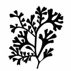 Wall Mural - black silhouette seaweed, isolated, vector