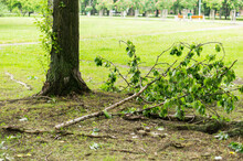 Tree With Broken Branches Fallen On The Ground