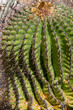 Barrel Cactus close up