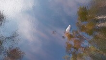 Aerial Watching An Alligator Swim In A Lake