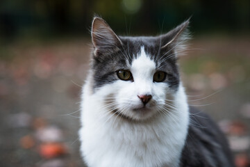 Wall Mural - Selective focus of a beautiful white and grey cat on a blurry background