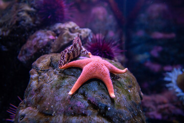 Wall Mural - Pink starfish underwater in Seattle aquarium. Underwater sea water environment.