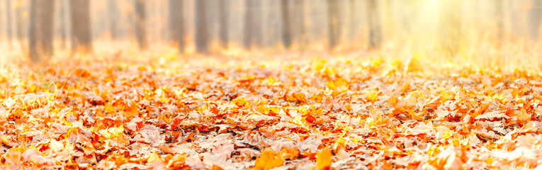 Wall Mural - beautiful autumn leaves on ground in park