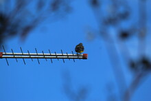Bird In Old Tv Antenna