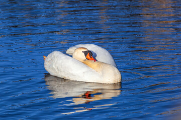 Sticker - Resting Mute swan in a lake