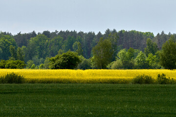 Poster - Beautiful view of a green field with dense trees in the background