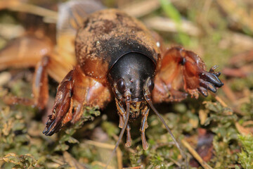gryllotalpa gryllotalpa insect macro photo