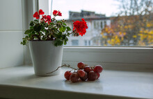  Grapes And A White Pot With Geranium On A White Windowsill On A Window Background