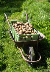 Wall Mural - Pile of dirty newly harvested potatoes - Solanum tuberosum in plastic box in wheelbarrow. Harvesting potato roots in homemade garden. Organic farming, healthy food, BIO viands, back to nature concept.