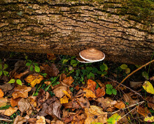 Brown And White Shelf Or Bracket Fungus Growing Off Of A Fallen Tree Amid Leaves Collecting On The Forest Floor. With Autumn Colors. Crisp, Fall-feeling Background.