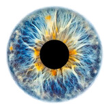 Fototapeta  - Blue eye iris pupil vector illustration isolated