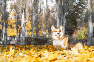 Wall Mural - Corgi in the autumn city park. Portrait of a dog with autumn yellow leaves. Tricolor Welsh Corgi Pembroke.