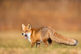 Fototapeta  - Mammals - European Red Fox (Vulpes vulpes)