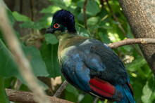 Purple Crested Turaco (Tauraco Porphyreolophus) Perched On A Branch In Forest Close Up. Swaziland National Bird.