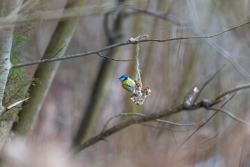 Wall Mural - A blue tit at a feeding place on a branch in winter