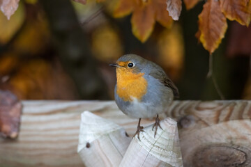 Wall Mural - A robin sits on a wooden fence