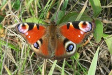 Beautiful Peacock Butterfly On A Grass, Closeup