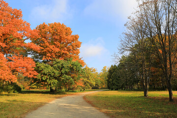 Wall Mural - Autumn pathway in park