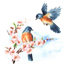 Birds  And Cherry Blossom Branch. Spring Card Concept. Watercolor Hand Drawn Illustration  Isolated On The White Background
