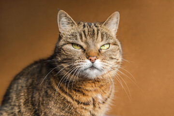 Funny portrait arrogant short-haired domestic tabby cat posing on dark brown background. Little kitten playing resting at home indoor. Pet care and animal life concept.