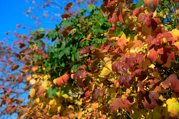 Poster - Colorful autumn plants on nature background