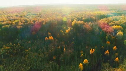 Wall Mural - Aerial video of autumn forest on a sunny day