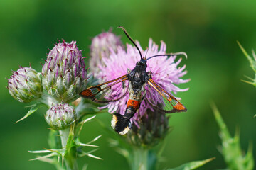 Sticker - Closeup on a red tipped clearwing moth, Synanthedon formicaeformis