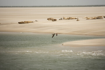 Sticker - Selective focus shot of a seagull in flight with seals on a sandy beach in the background