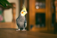 A Yellow And Gray Cockatiel Inside A Family Home