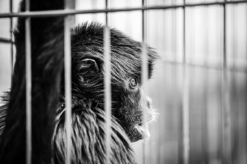 Sticker - Beautiful shot of a monkey in a zoo in grayscale