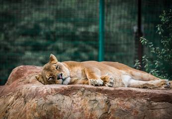 Sticker - Closeup shot of a lioness lying down on a rock