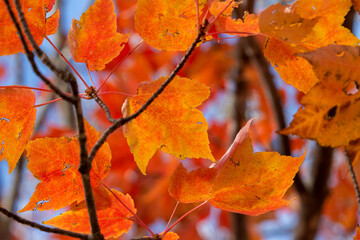 Wall Mural - close up tree view of bright reddish orange maple leaves (acer rubrum) with bright autumn color