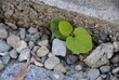 Pflanze zwischen Steine