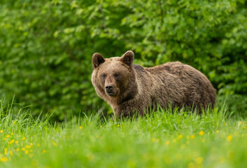 Wall Mural - Wild brown bear ( Ursus arctos )