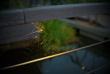 spider on web