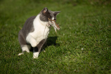 Wall Mural - Domestic cat in a garden hunting a mouse