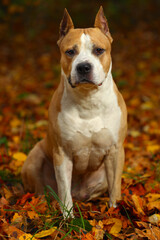 Wall Mural - American Staffordshire Terrier put his paws on a log in nature