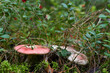 Close-up of the Beautiful russula or Russula exalbicans with a pale pink cap in a natural forest environment among the lingonberry bushes on a sunny summer evening.