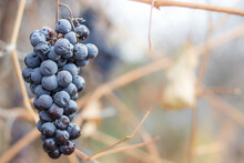 Wine Blue Grapes. Autumn Harvest After Frost. Juice And Crumpled Spoiled Berries.