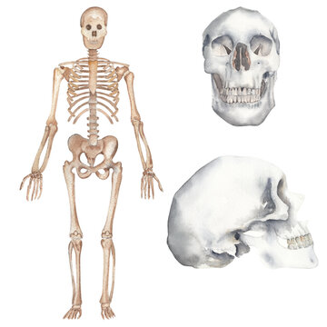 Watercolor skeleton and skulls isolated on white background. Human anatomy set. Great for halloween decor, educational stuff, medicine materials. 