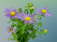 New England Aster (Symphyotrichum Novae-anglia) Flowers And Buds