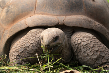 Aldabra giant tortoise eating grass. Detail of huge tortoise. Animals in Mauritius.