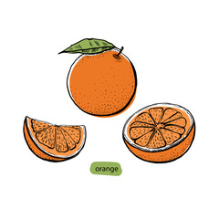 Wall Mural - Orange citrus set in sketch style. Drawing engraving. Healthy vegetarian food. Hand drawn.