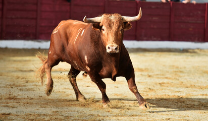 Wall Mural - un poderoso toro español en una plaza de toros durante un espectaculo de toreo 