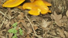 4K Orange Colored Eastern Jack-o-Lantern Mushroom Growing From Tree Stump